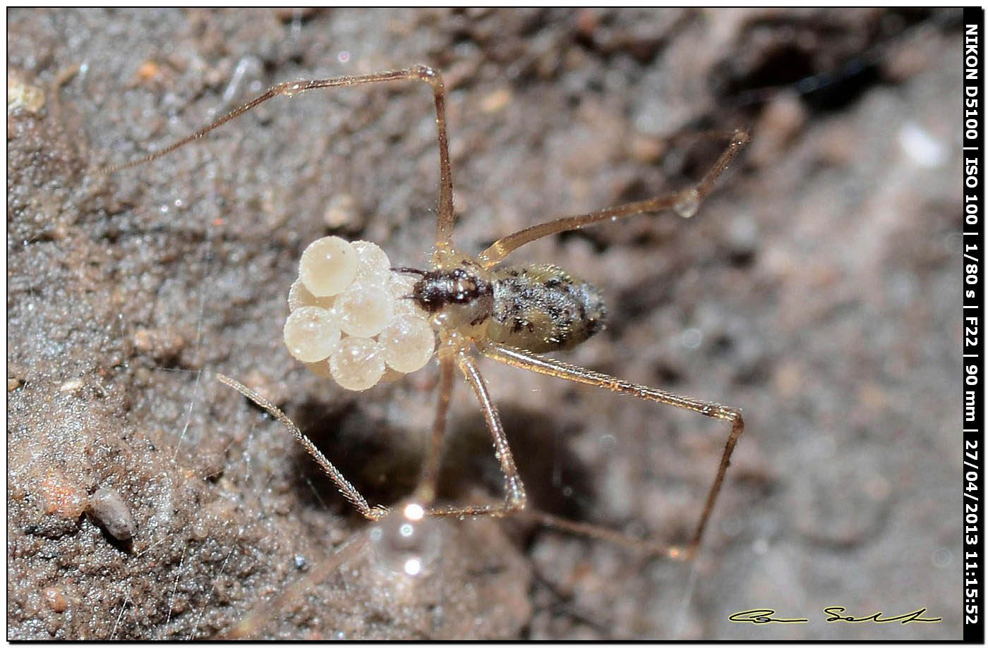 Pholcidae con le uova: Spermophorides sp. - Bosa (OR)